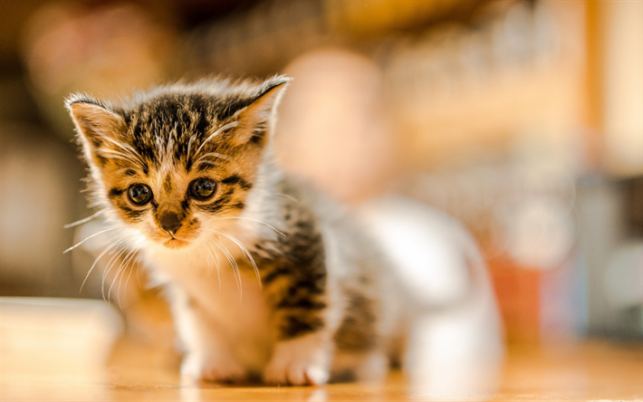 pequeno gatinho, American Shorthair gato, animais de estima&#231;&#227;o, animais fofos, desfoque, bokeh, gatos de pequeno porte