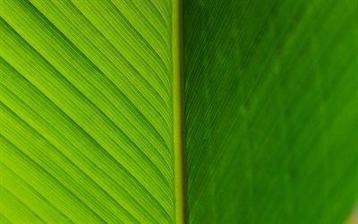 green leaf, 4k, macro, leaf textures, leaves, leaves texture, leaf pattern, green leaves