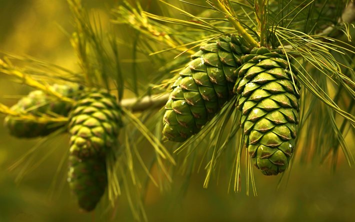 green cones, forest, tree, cones, green trees, environment, background with cones