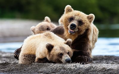 bears, Kamchatka, wildlife, predators, bears family, three bears, russian nature, Ursidae