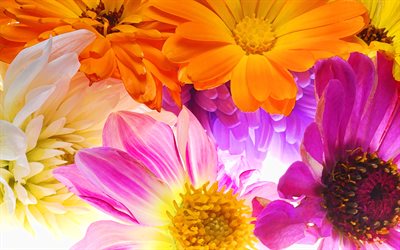 カラフルなgerberas, 4k, 色とりどりの花, マクロ, デイジー, 美しい花, ガーベラ