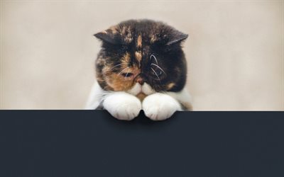 sad cat, 4k, cute animals, pets, scottish fold, cats