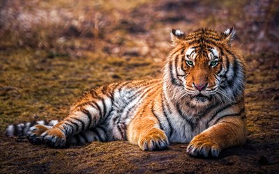 tiger, bokeh, predators, blurred background, beautiful animals, Panthera tigris