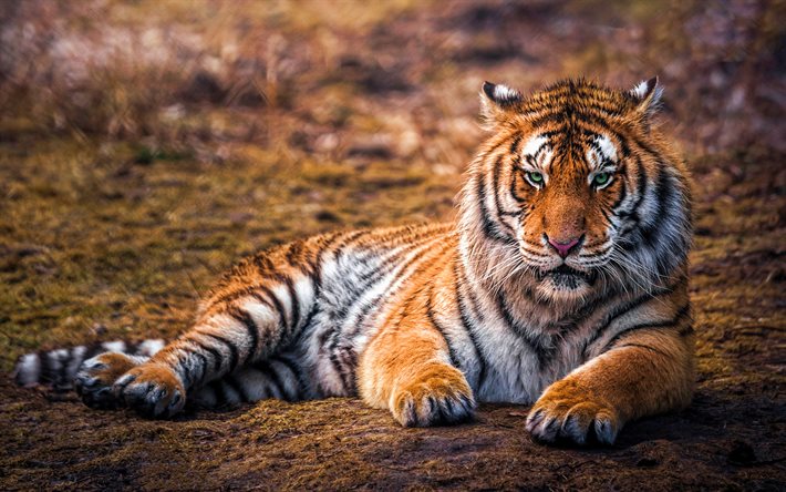 Download wallpapers tiger, bokeh, predators, blurred background, beautiful  animals, Panthera tigris for desktop free. Pictures for desktop free