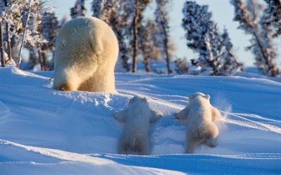 polar bears family, mother and cubs, winter, cute animals, wildlife, snowdrifts, bears, Ursus maritimus, polar bears