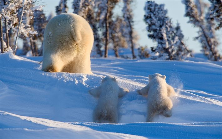 los osos polares de la familia, la madre y los cachorros, invierno, lindos animales, la fauna, los montones de nieve, osos, Ursus maritimus, los osos polares
