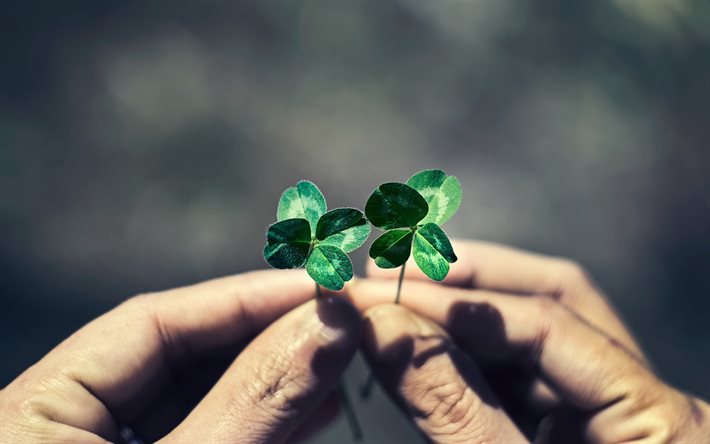 clover leaves in hands, green leaves, clover, save the planet, environment, ecology