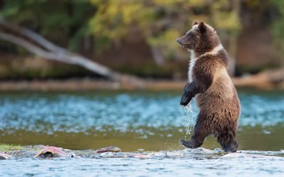 熊, カナダ, 釣り, グリズリー, 水, 敵, 野生動物