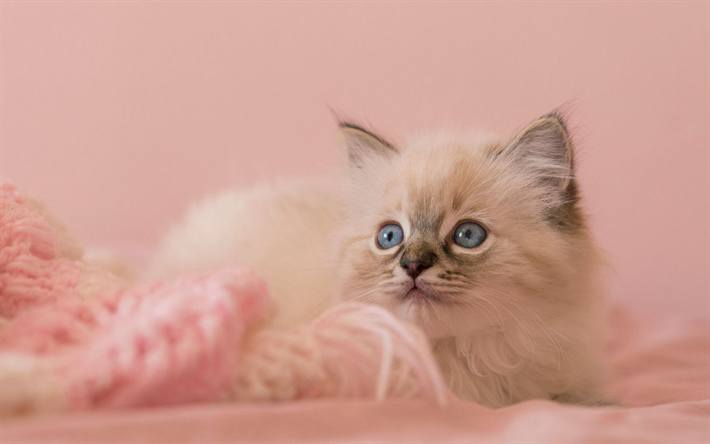 cats, ragdoll, close-up, kitten, blue eyes, cute animals