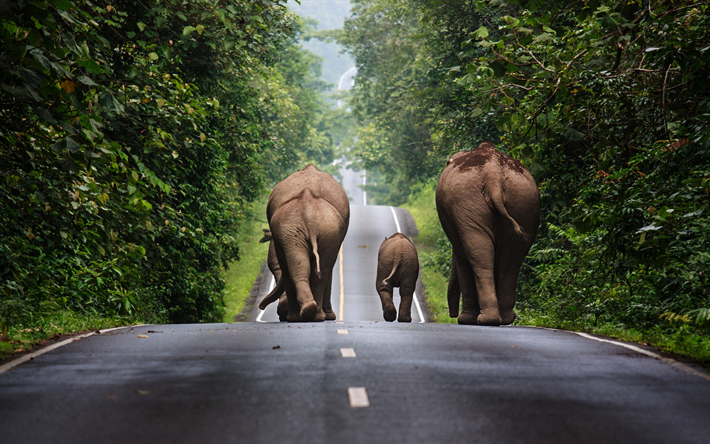 Norsuja, Thaimaa, valtatie, perheen norsuja, pieni elefantti