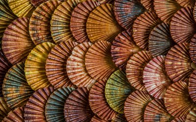 shells textures, 4k, macro, background with shells, seashells, shells, seashells texture
