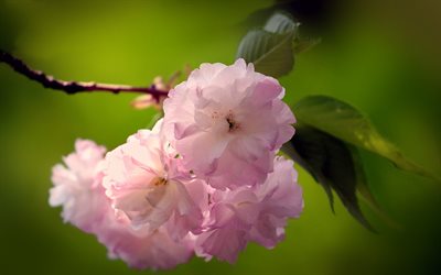 florescendo sakura, primavera, ramo de sakura, bokeh, lindas flores, flores cor de rosa, sakura