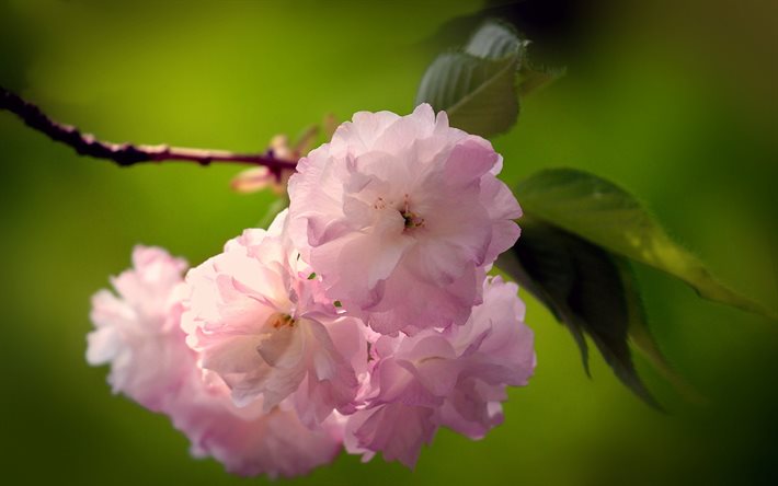 咲く桜, 春, さくらの枝, ボケ, 美しい花で, ピンクの花, 桜