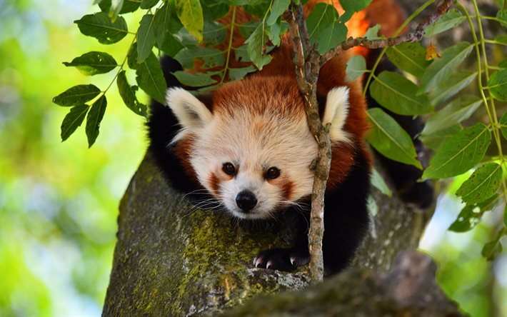 Panda vermelho, vida selvagem, panda na &#225;rvore, Himalaia, pandas, animais fofos, China