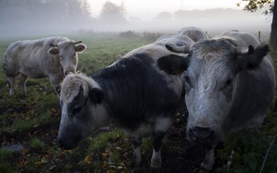 las vacas, pasto, por la ma&#241;ana, campo, niebla