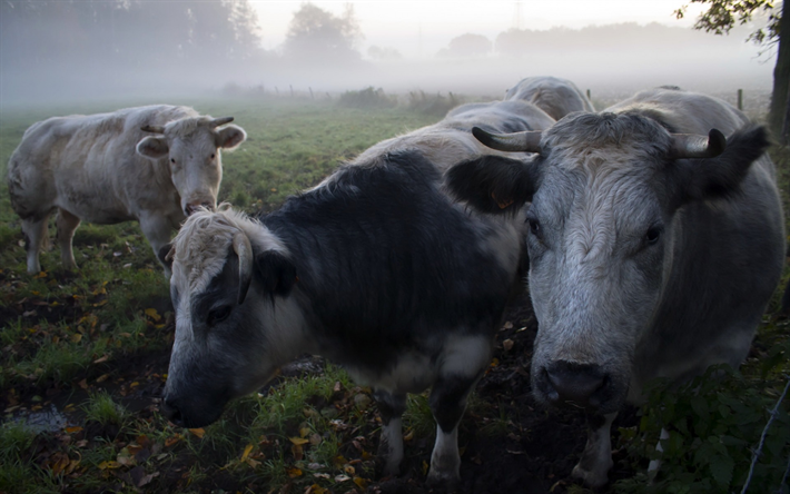 mucche, pascolo, mattina, campo, nebbia
