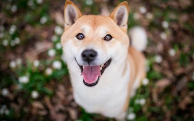 Shiba Inu, ginger dog, cute dog, pets, blur, big eyes, dogs, Japanese Brushwood Dog, Japanese Turf Dog, Shiba Ken