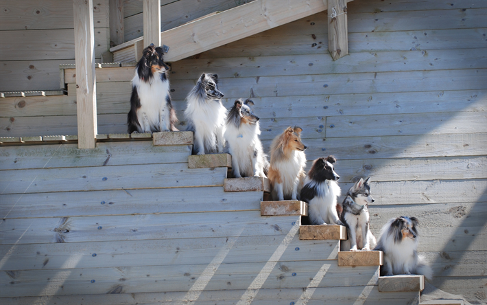 cachorros, Border Collie, Shetland Sheepdog, alaskan klee kai, diferentes ra&#231;as de c&#227;es, husky, animais fofos, animais de estima&#231;&#227;o, Sheltie