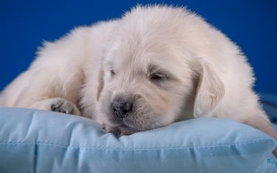 white puppy, labrador retriever, sleeping puppy, cute animals, small dog, pets, labrador, dogs