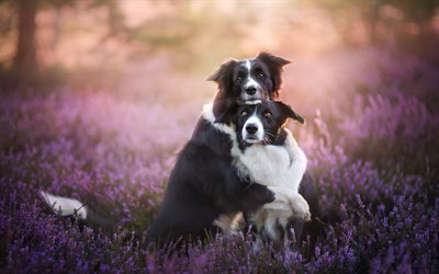 Border Collie, cute black dogs, pets, lavender, evening, sunset, dogs