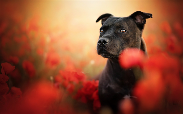 Staffordshire Bull Terrier, bokeh, black dog, forest, dogs, cute animals, pets, black Bull Terrier, Staffordshire Bull Terrier Dog