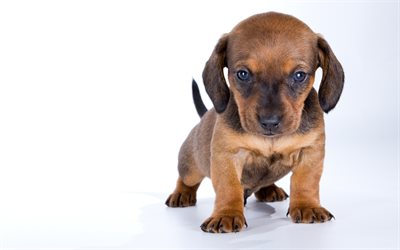 small dachshund, brown little puppy, white background, dogs, cute animals, pets, puppies