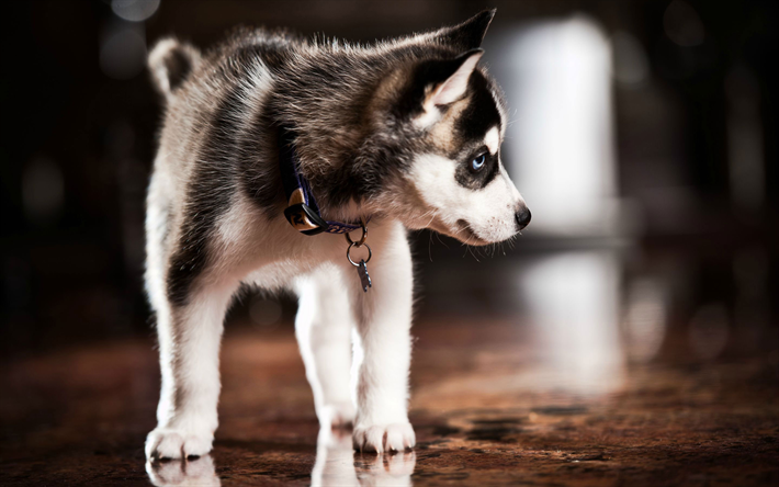 Husky, casa, mascotas, cachorro, close-up, animales lindos, ojos azules, el Husky Siberiano, el peque&#241;o Husky, lindo perro, perros, Perro Husky Siberiano