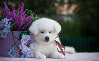 white fluffy samoyed, small fluffy puppy, pets, dogs, samoyed, cute animals