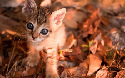 small kitten, autumn, pets, bokeh, cats, kitten, cute animals