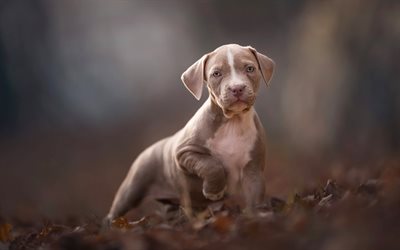 Pit Bull, bokeh, puppy, dogs, Pit Bull Terrier, autumn, gray Pit Bull, pets, Pit Bull Dog