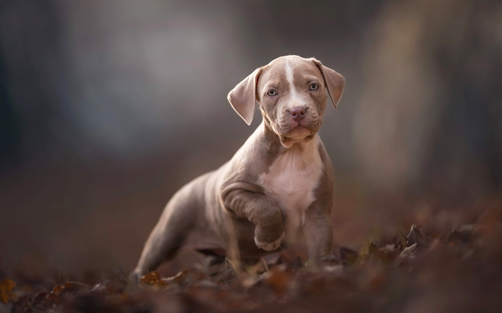 Pit Bull, bokeh, filhote de cachorro, cachorros, Pit Bull Terrier, outono, cinza Pit Bull, animais de estima&#231;&#227;o, Pit Bull Dog