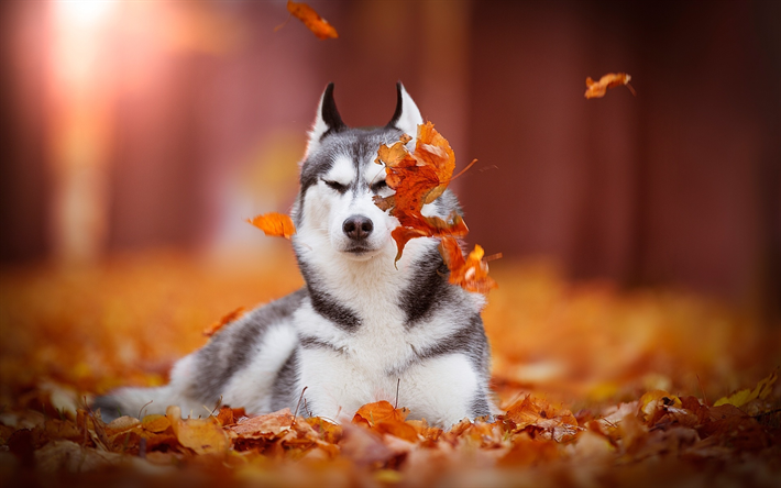 Siberian Husky, foresta, animali domestici, animali, autunno, Asciutto, carino, cane, cani, Siberian Husky Cane