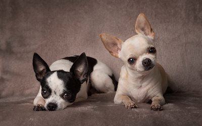 Chihuahua, pienet koirat, musta ja valkoinen Chihuahua, kevyt ruskehtavan ruskea pienet koirat, s&#246;p&#246;j&#228; el&#228;imi&#228;, koirat