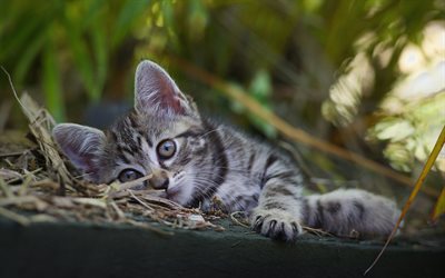 American Shorthair kitten, carino gatti, animali, cuccioli, sfocature, gatti