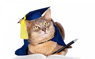 British short-haired cat, funny animals, cat scientist, graduate, cats, cute animals, graduation concepts