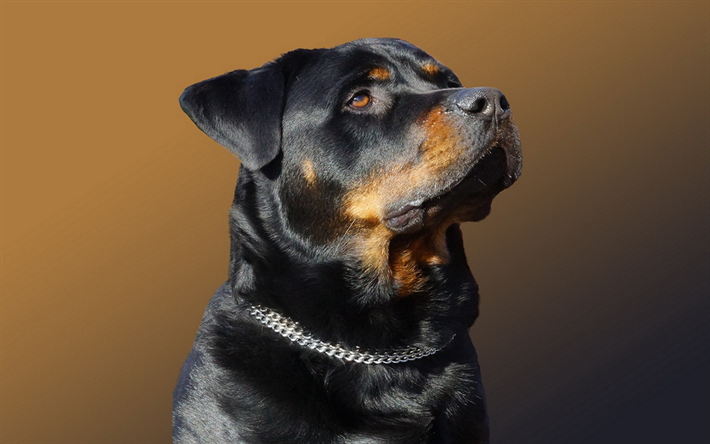 El Rottweiler, el close-up, mascotas, perros, Rottweiler, sesi&#243;n de fotos, cute animals, Perro Rottweiler
