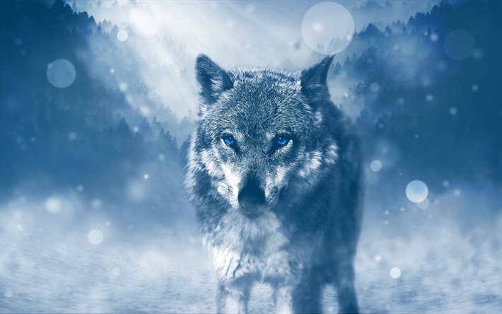 オオカミ, 4k, 冬, 敵, 青い眼