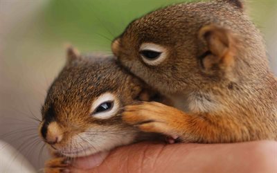pequenos esquilos, bra&#231;os, animais fofos, esquilos