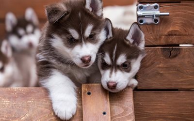 Dog, Husky, Puppies, cute animals