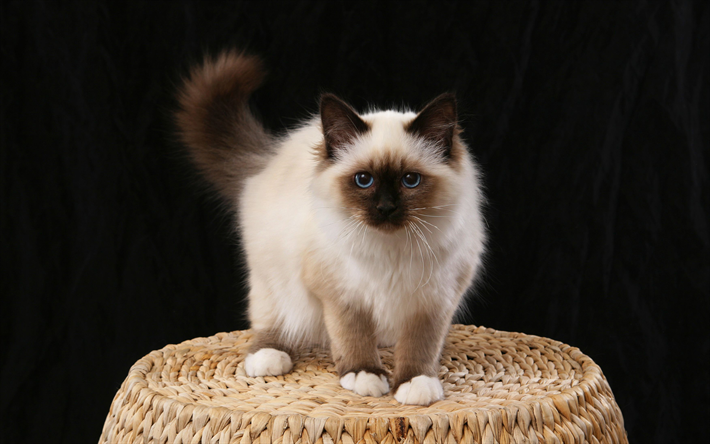 Birman Kedi, 4k, kabarık beyaz kedi, sevimli hayvanlar, yerli kedi