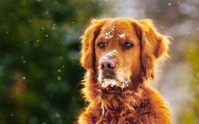 labrador, dogs, retriever, winter, cute animals, pets, muzzle