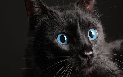 black cat, blue eyes, 4k, pets, cats