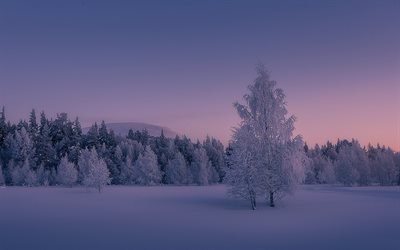 winter landscape, sunset, forest, snow, snow-covered trees, Lapland, Akaslompolo, Yllas, Finland