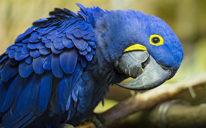 Hyacinth macaw, Blue macaw, beautiful blue bird, big parrots, macaw, South America
