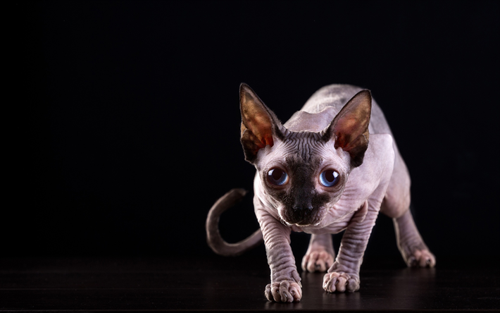 Gato Sphynx, os gatos dom&#233;sticos, corajoso gato, animais de estima&#231;&#227;o