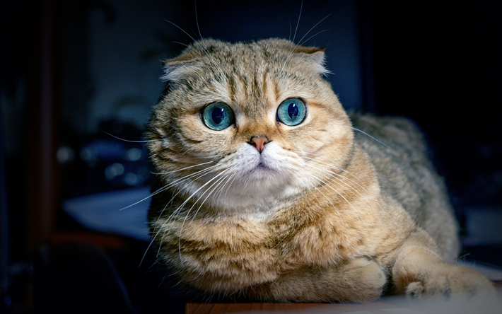 Scottish Fold kissa, muotokuva, iso siniset silm&#228;t, kotimaan kissat, s&#246;p&#246;j&#228; el&#228;imi&#228;, kissat