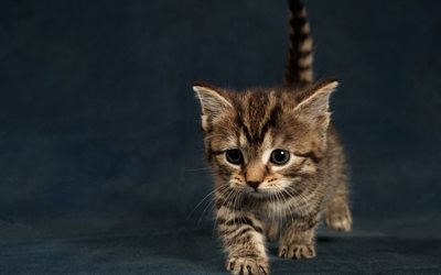 small kitten, cute animals, furry little cat, pets