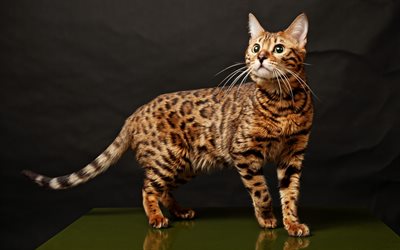 Bengal cat, 4k, cute animals, pets, cats, Prionailurus bengalensis, amazing cat