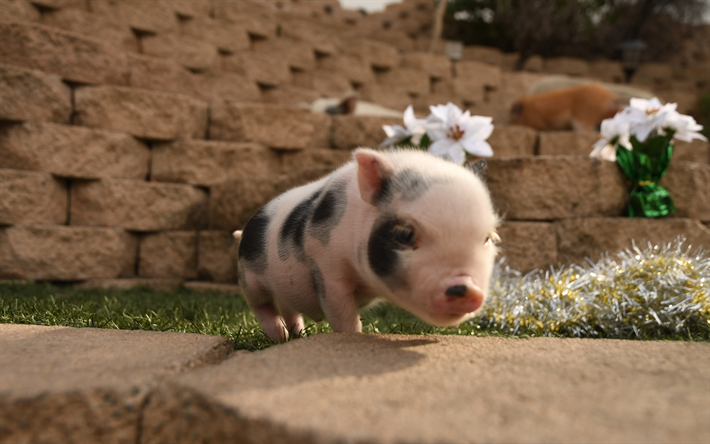 small pink pig, cute animals, farm, pig, 4k, spotted pig