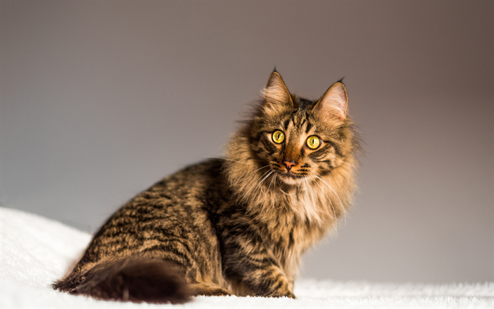 Maine Coon, fluffy gray cat, cute animals, pets, cats, big green eyes